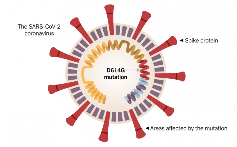 研究表明，新冠病毒基因突变更易感染人体细胞
