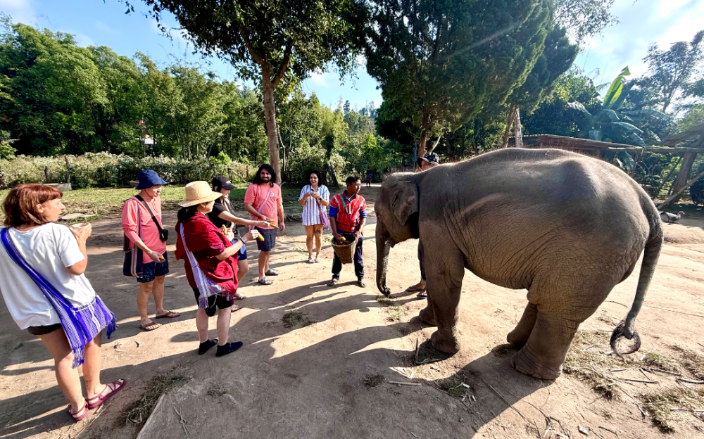 泰国清迈秘境：探访山林深处Karen Native Elephants，邂逅人与自然的生命纽带