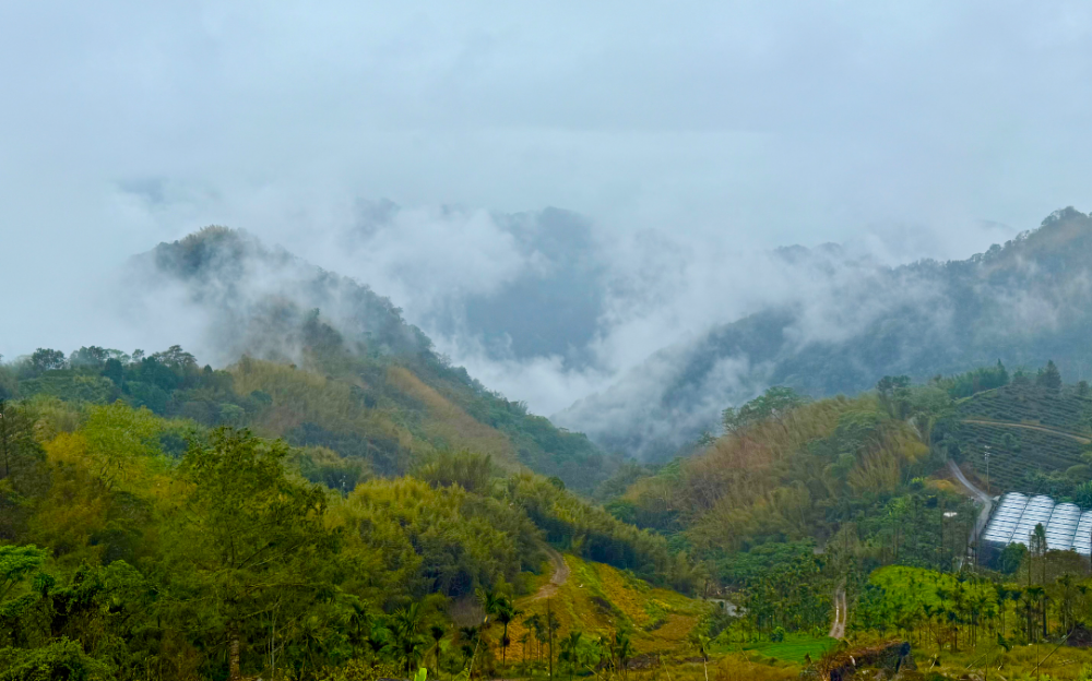 雲霧中的阿裏山：陰雨邂逅秘境山水，雲間品味茶香傳奇